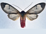 Amerila affinis
